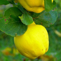 Айва грушевидная Урожайная Куб..
