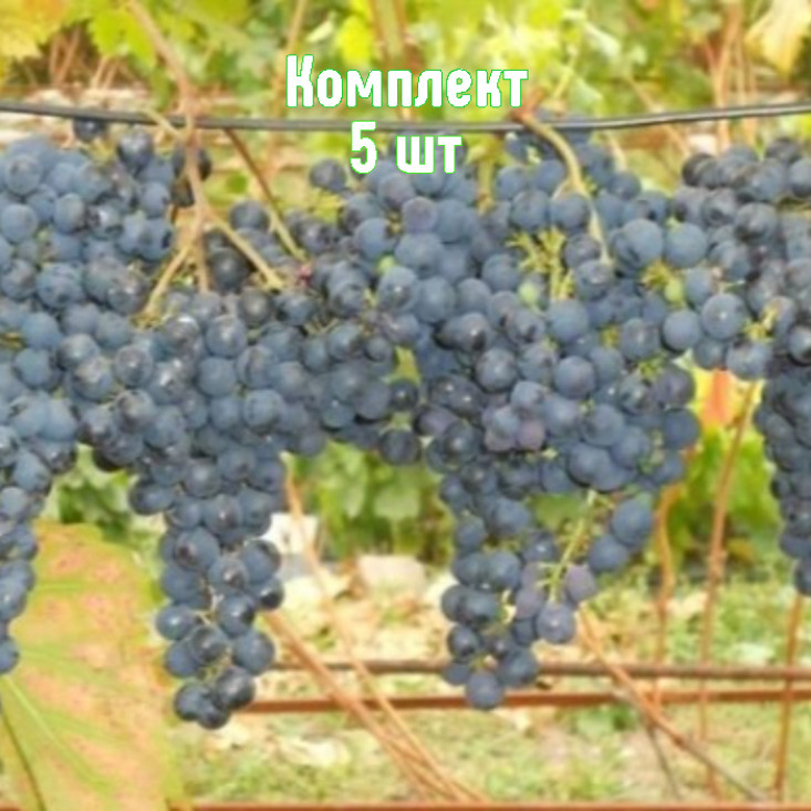 Комплект 5шт / Виноград Брускам Комплект 5шт / Виноград Брускам